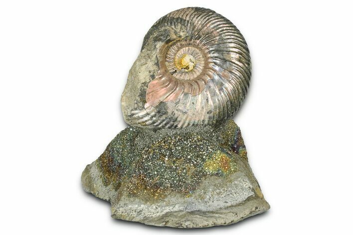Iridescent Pyritized Ammonite (Quenstedticeras) Fossil Display #368826